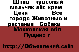 Шпиц - чудесный мальчик айс-крем › Цена ­ 20 000 - Все города Животные и растения » Собаки   . Московская обл.,Пущино г.